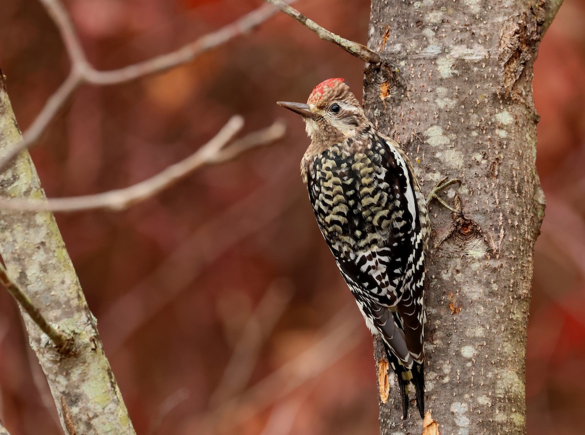 Yellow-bellied Sapsucker - ML646071454