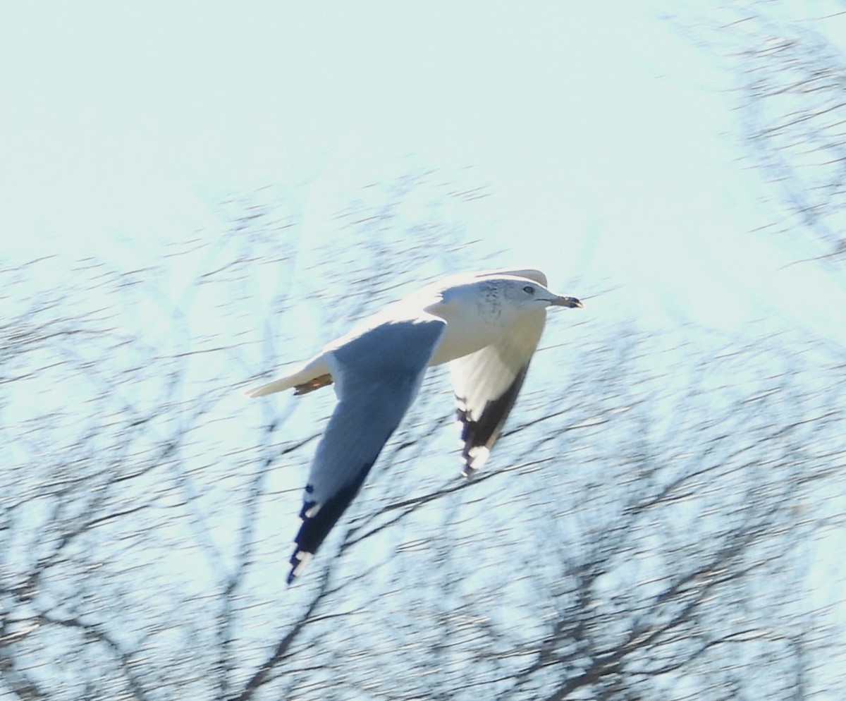 Ring-billed Gull - ML646071456