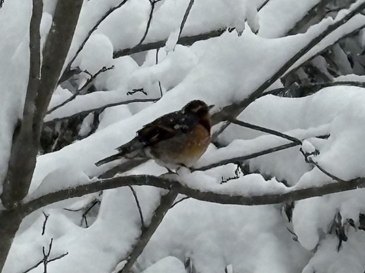 drozd pruhokřídlý - ML646071457