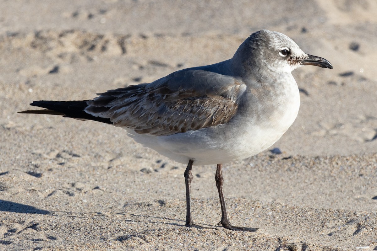 Laughing Gull - ML646071461
