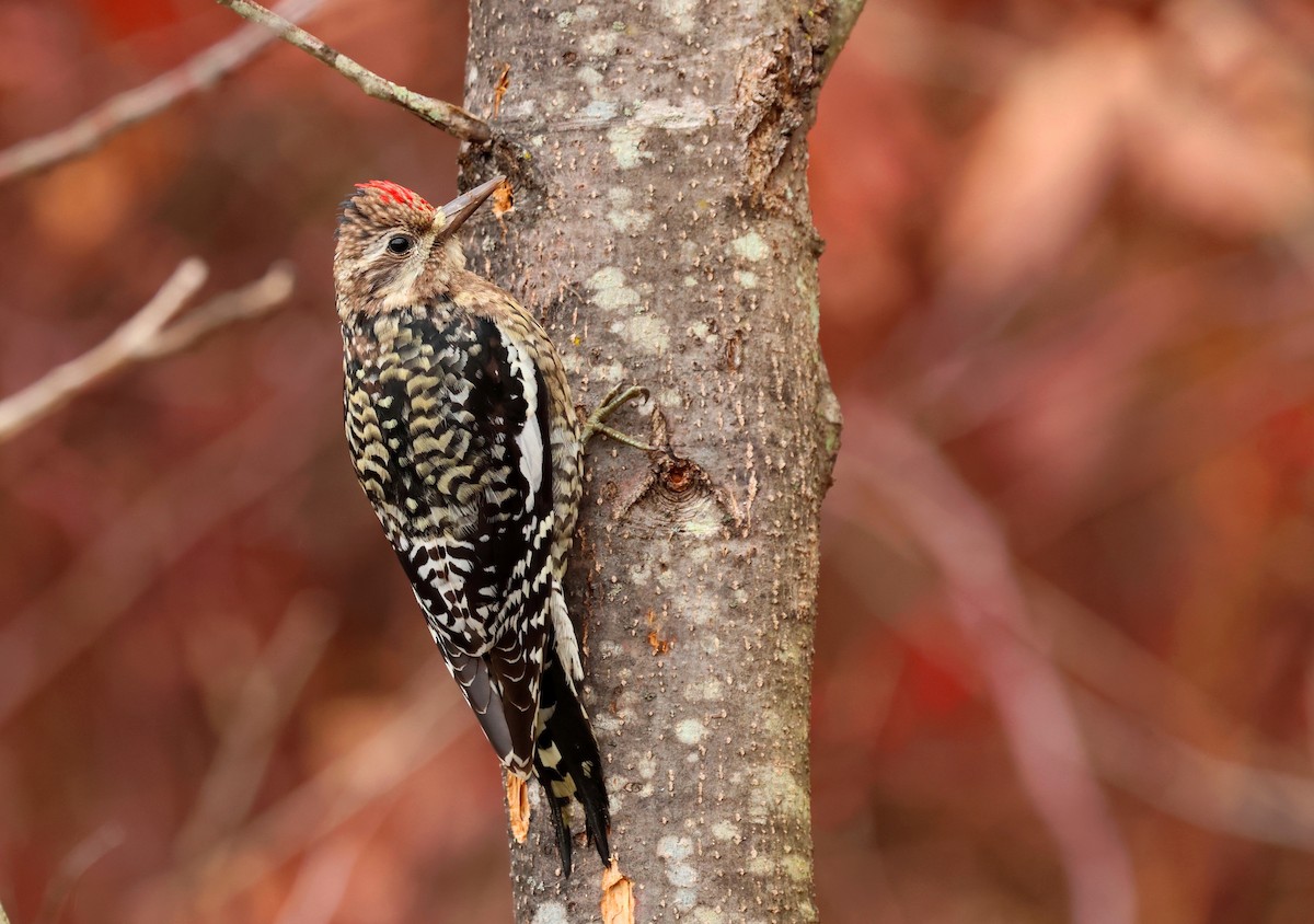 Yellow-bellied Sapsucker - ML646071462