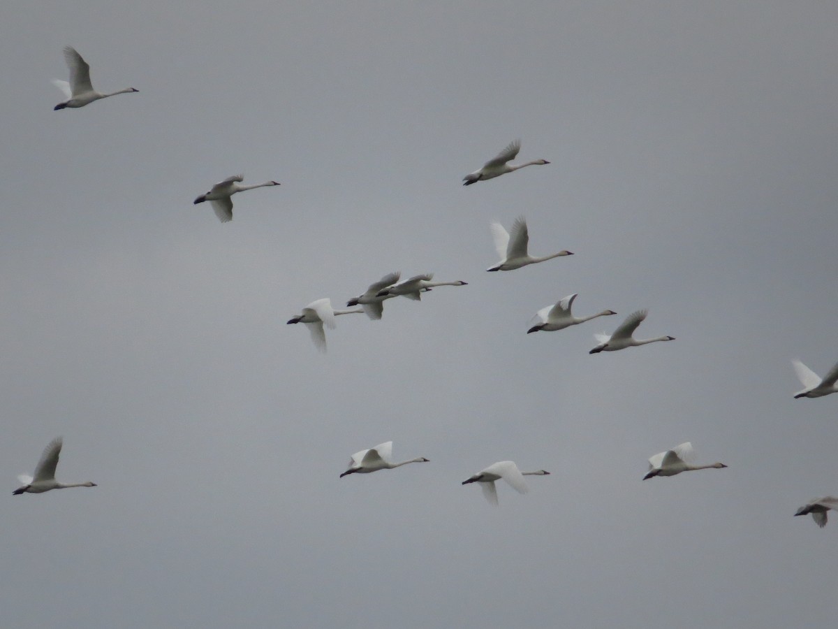 コハクチョウ - ML646071463