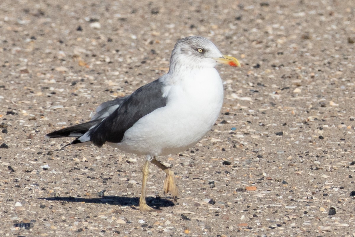 Zafferano - ML646071464