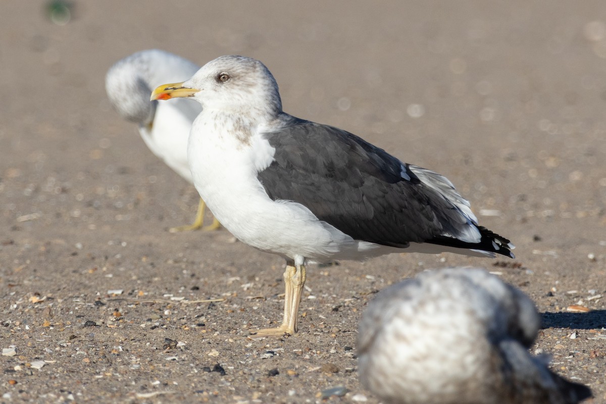 Zafferano - ML646071465