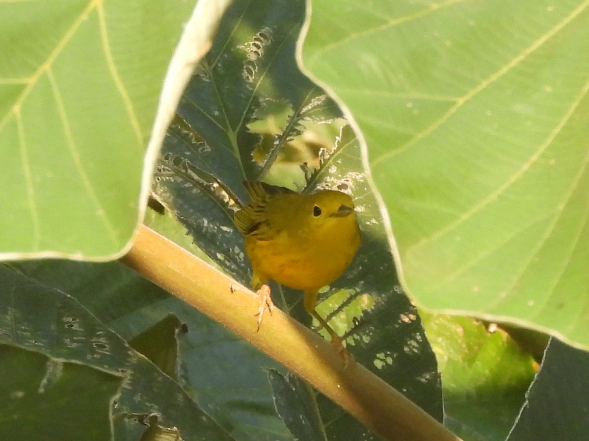 Northern Yellow Warbler - ML646071469