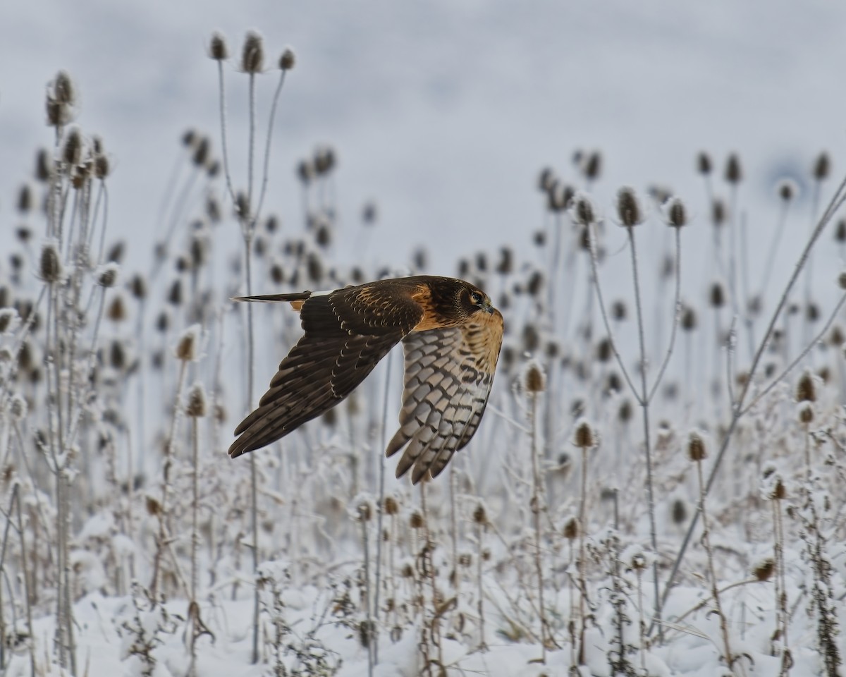 Northern Harrier - ML646071479