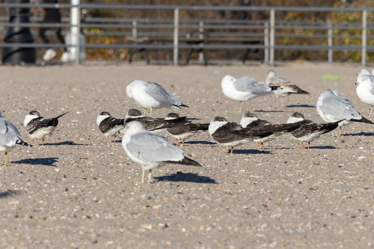 Black Skimmer - ML646071484