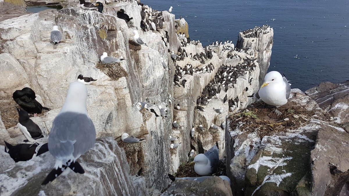 Моевка - ML646071485