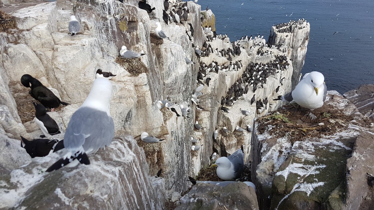 Моевка - ML646071487