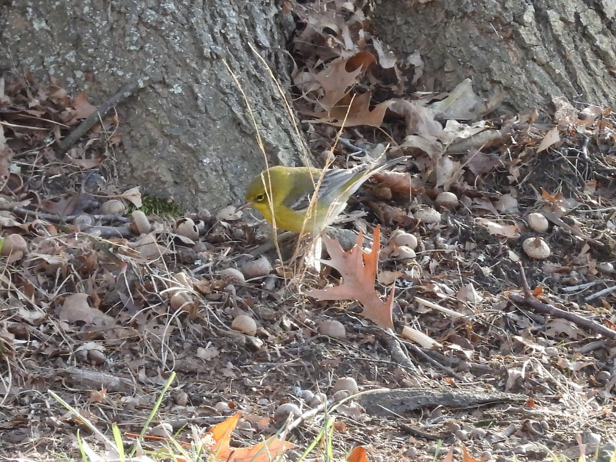 Reinita del Pinar - ML646071489