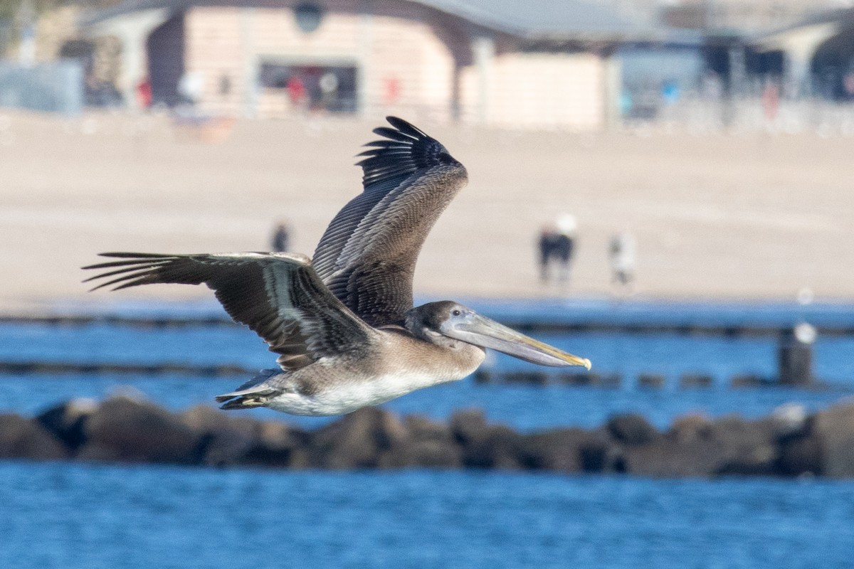 Brown Pelican - ML646071492