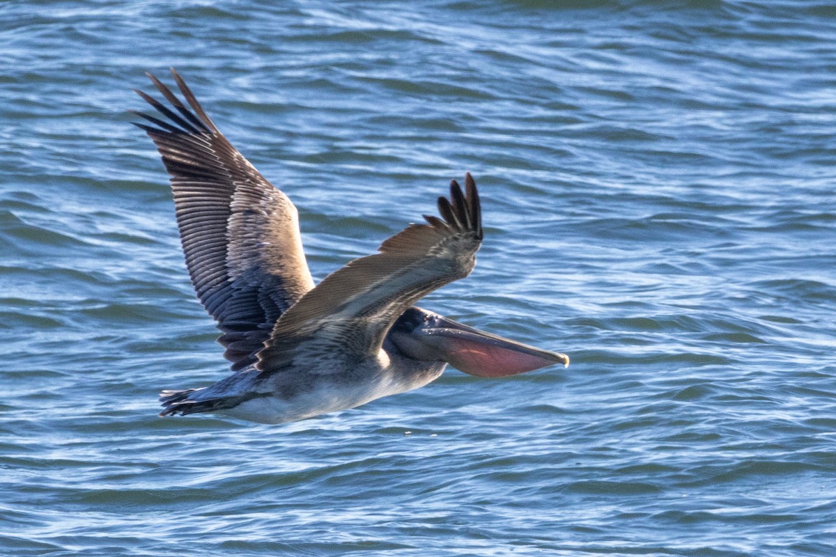 Brown Pelican - ML646071493