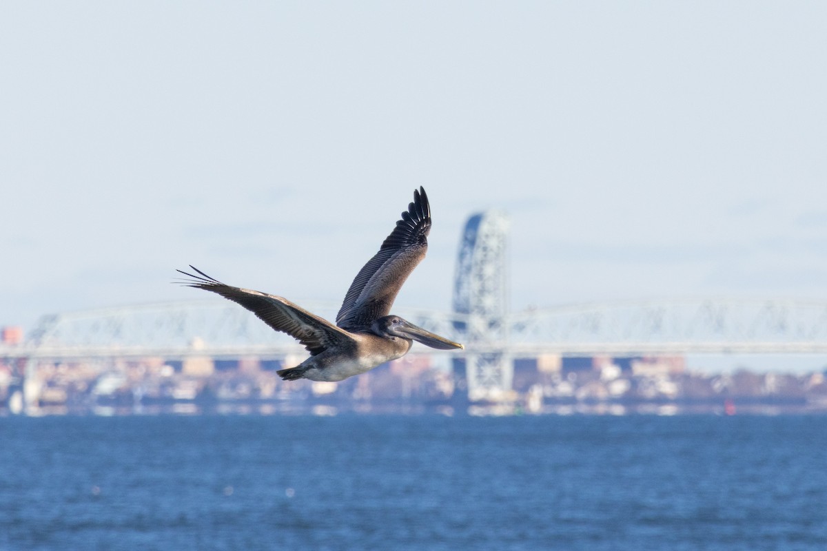Brown Pelican - ML646071494
