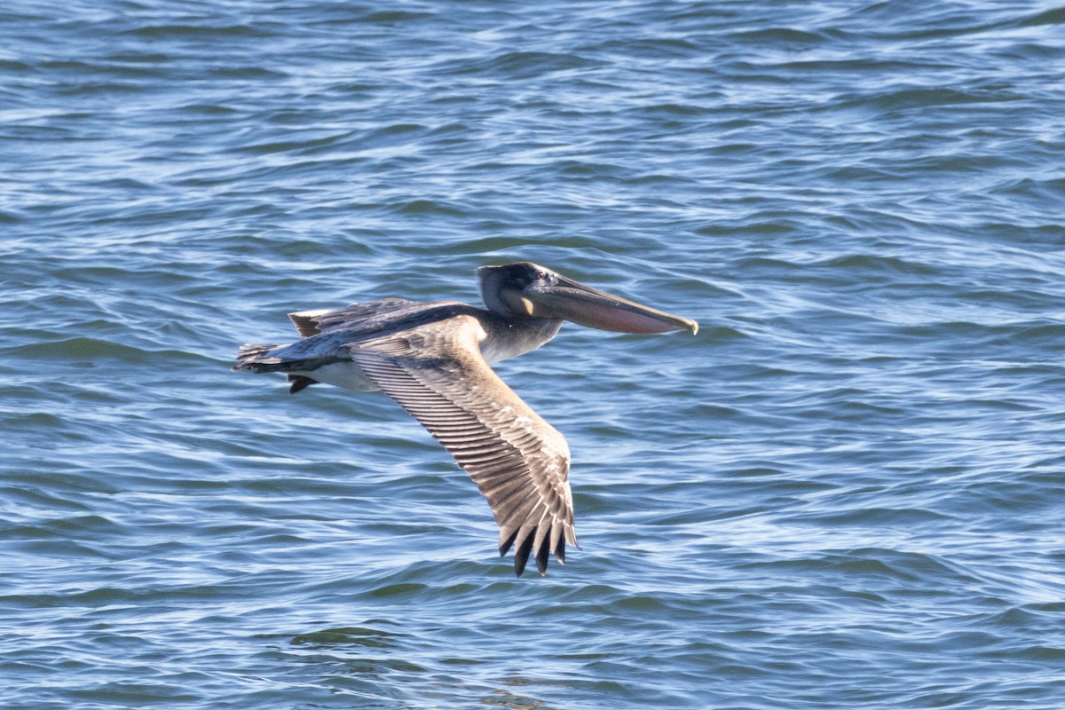 Brown Pelican - ML646071495
