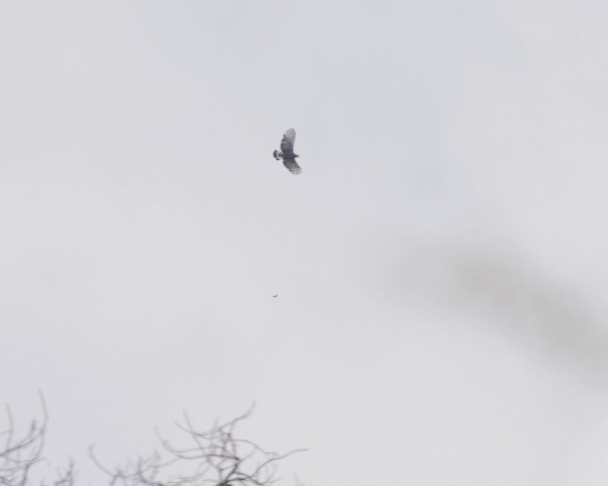 orlík popelavý - ML646071502