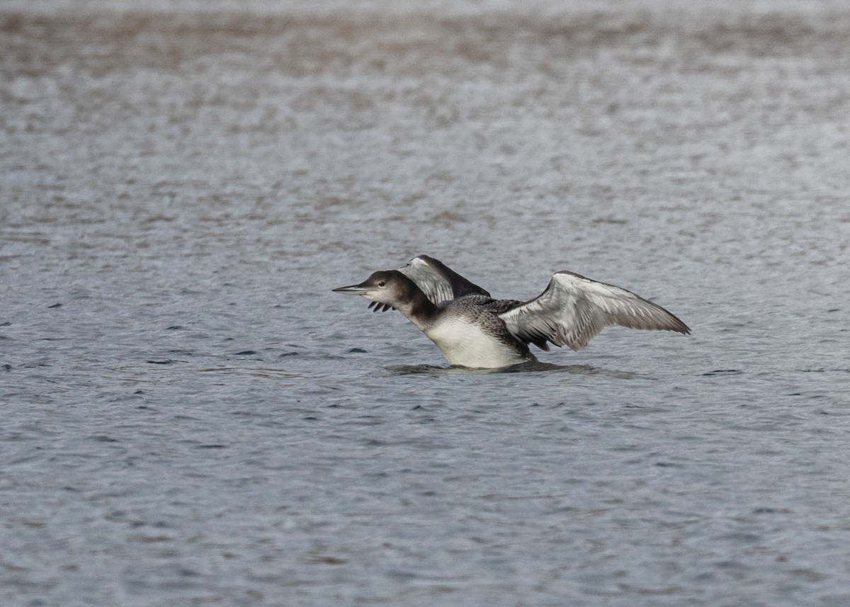 Common Loon - ML646071503