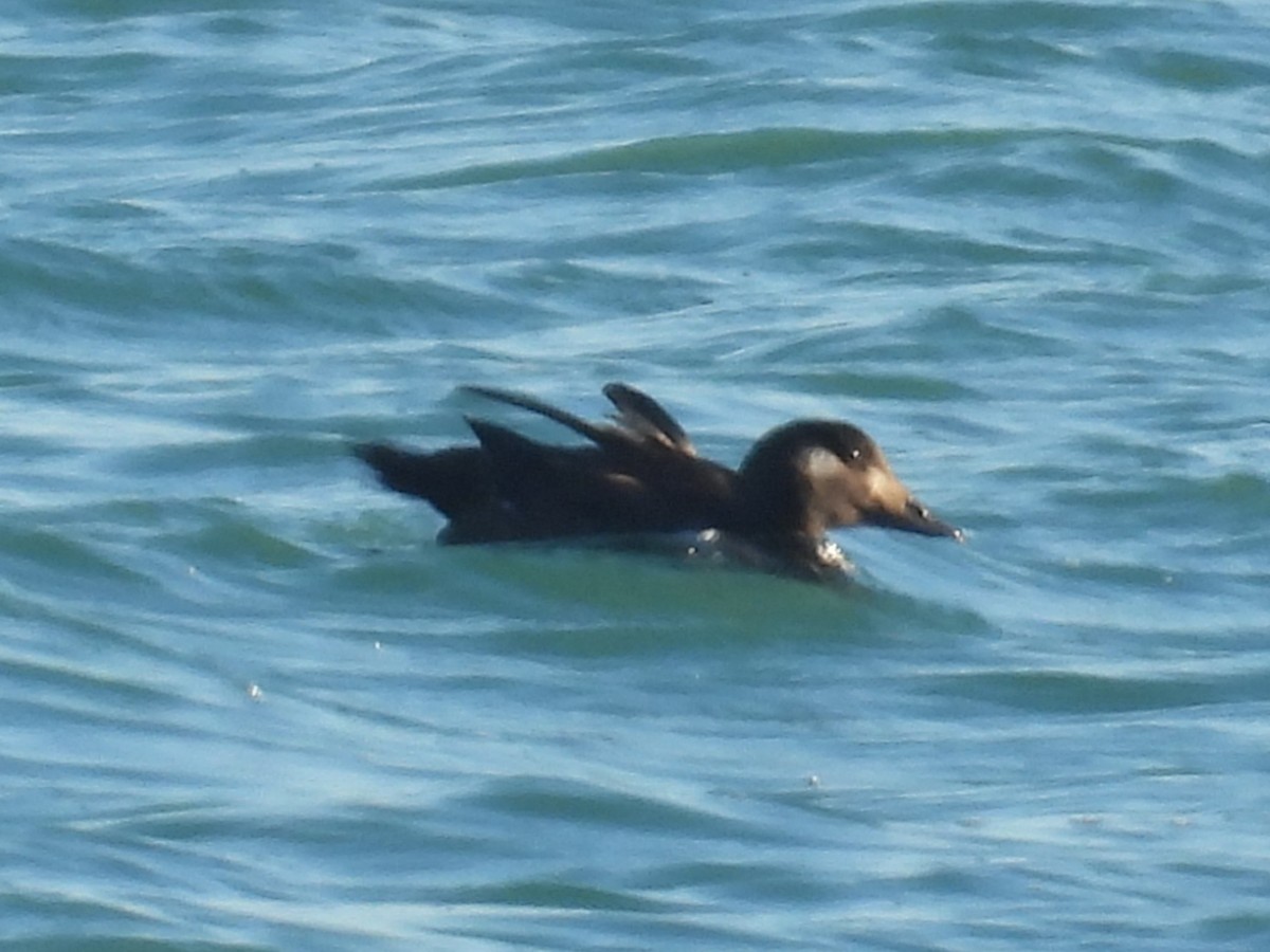 White-winged Scoter - ML646071507