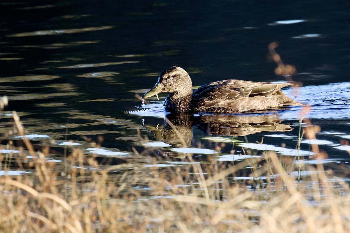 American Black Duck - ML646071514