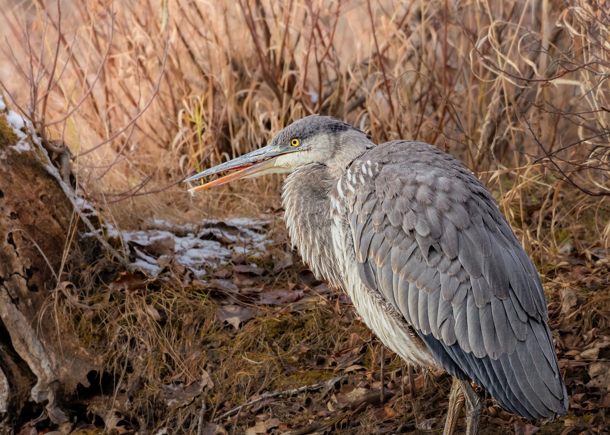 Great Blue Heron - ML646071520