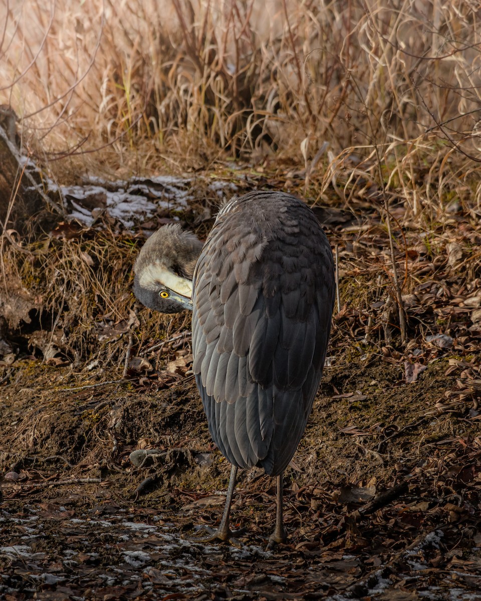 Great Blue Heron - ML646071521