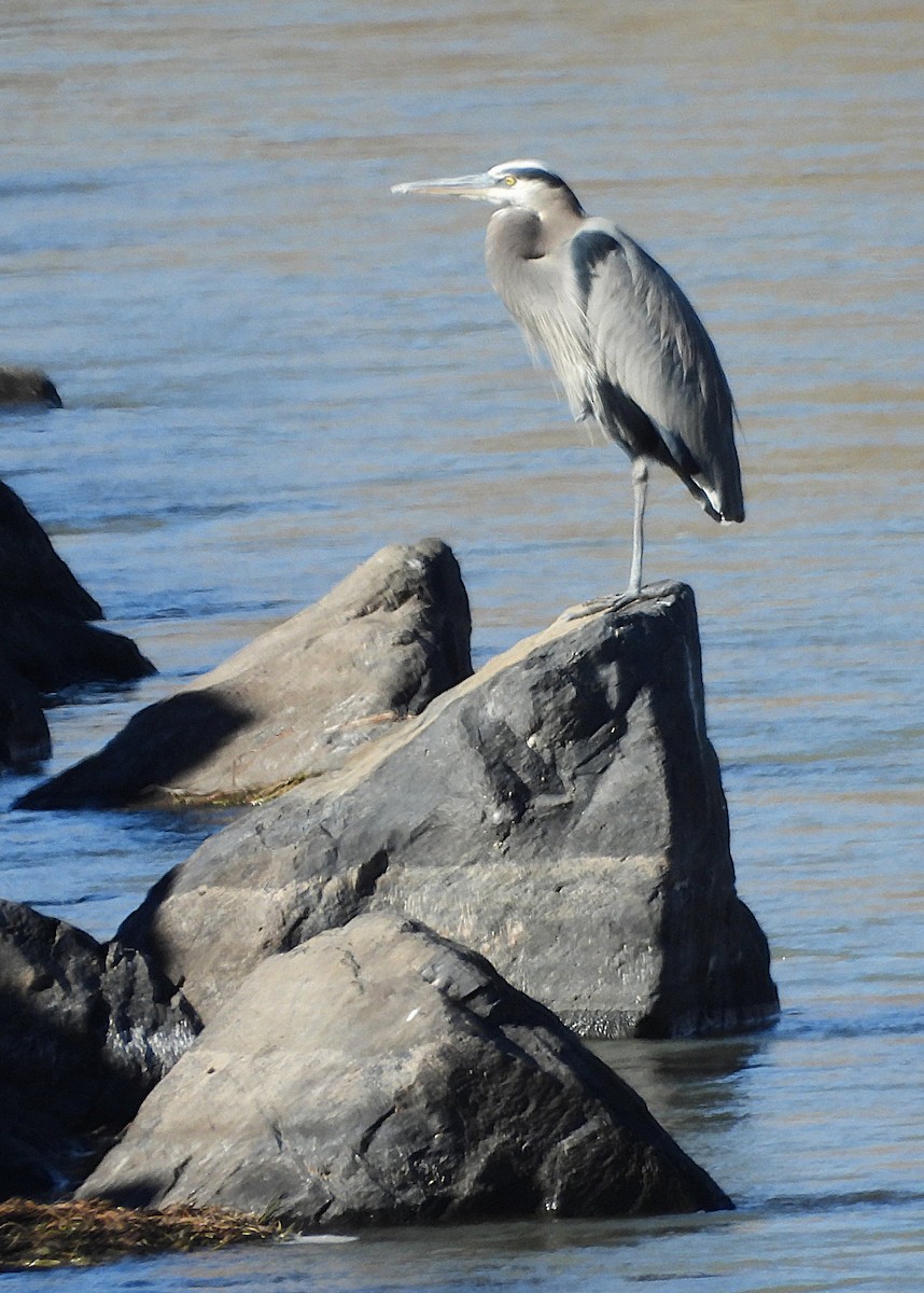 Great Blue Heron - ML646071522