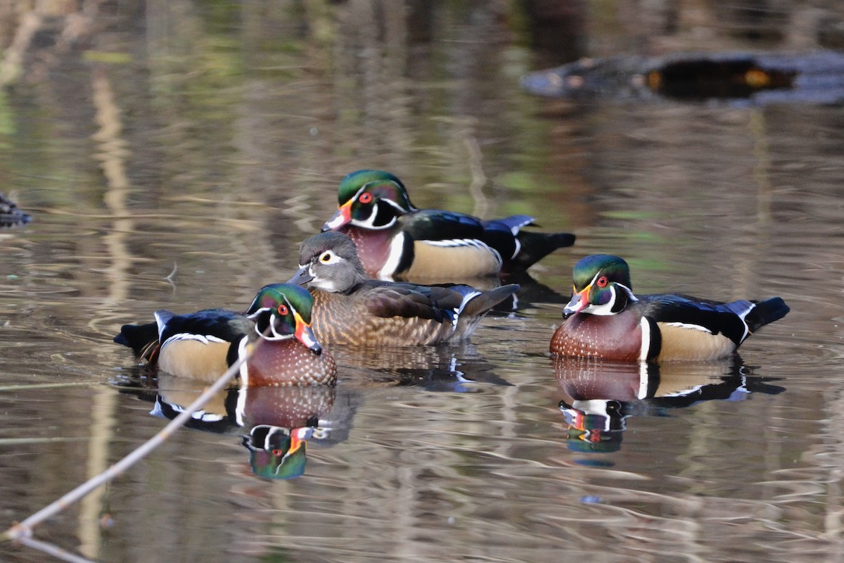 Ahate karolinarra - ML646071527