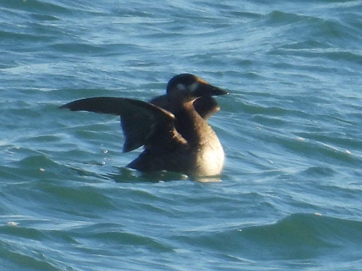 Surf Scoter - ML646071528