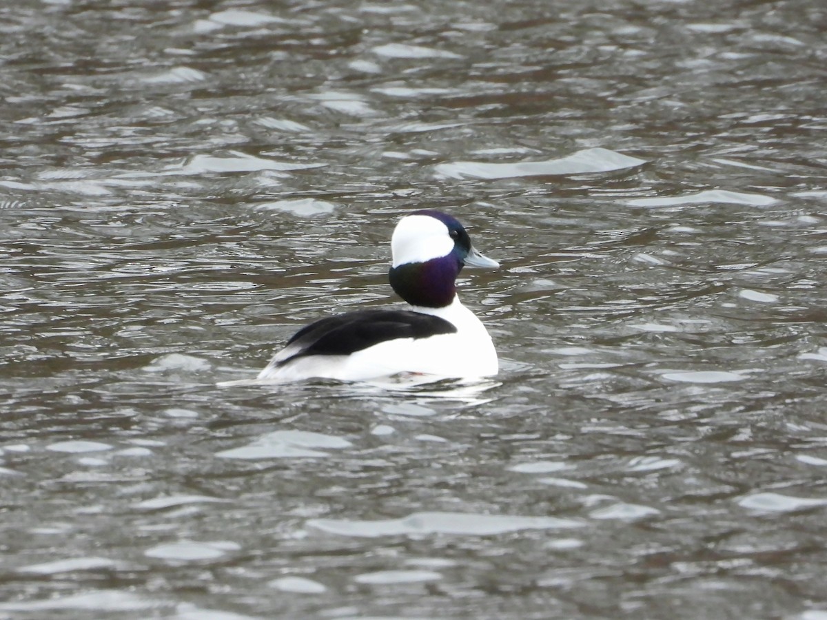 Murgilari buruzuria - ML646071529