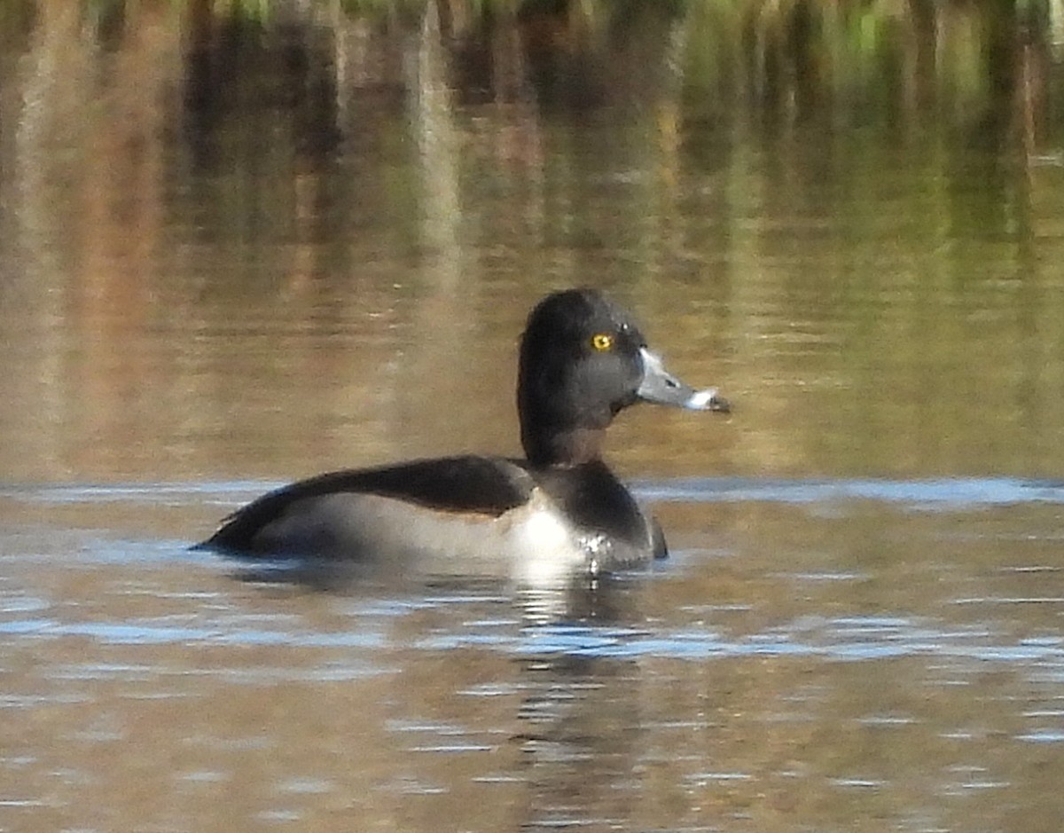 Ring-necked Duck - ML646071530