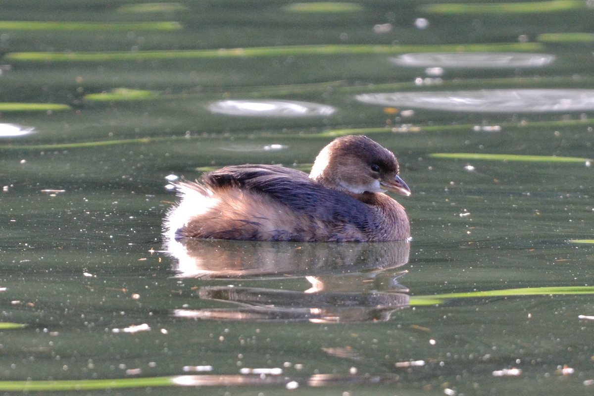 Pied-billed Grebe - ML646071531