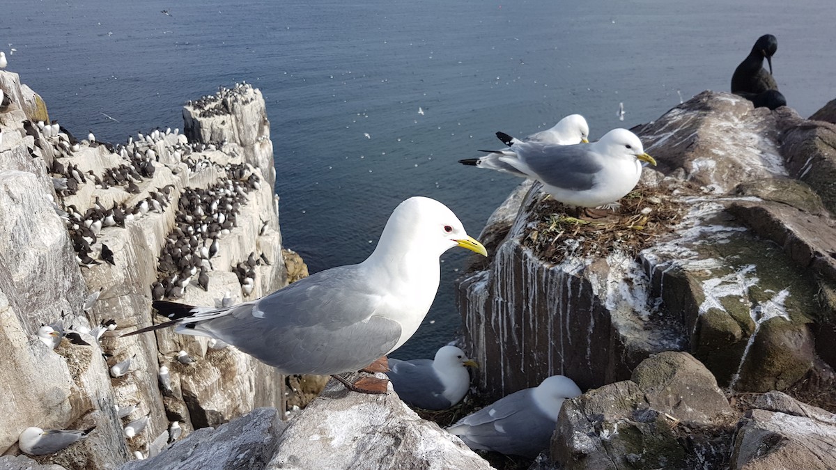 Моевка - ML646071532