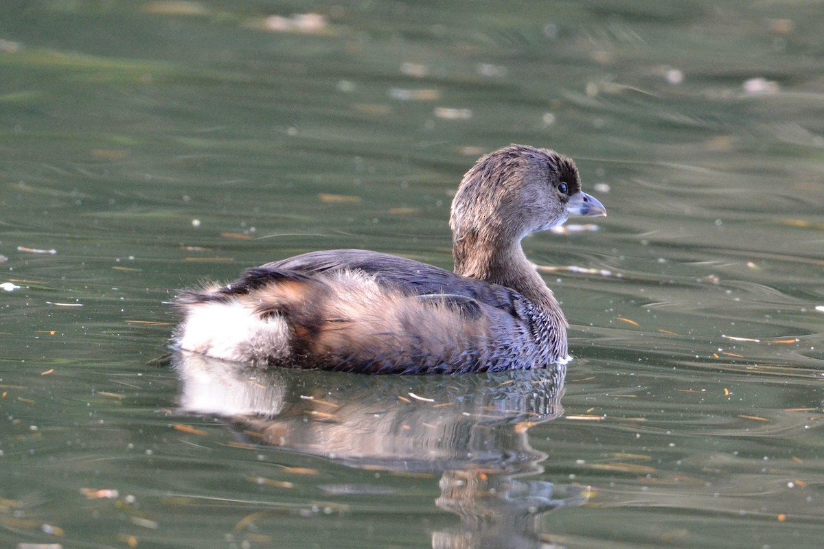Pied-billed Grebe - ML646071533