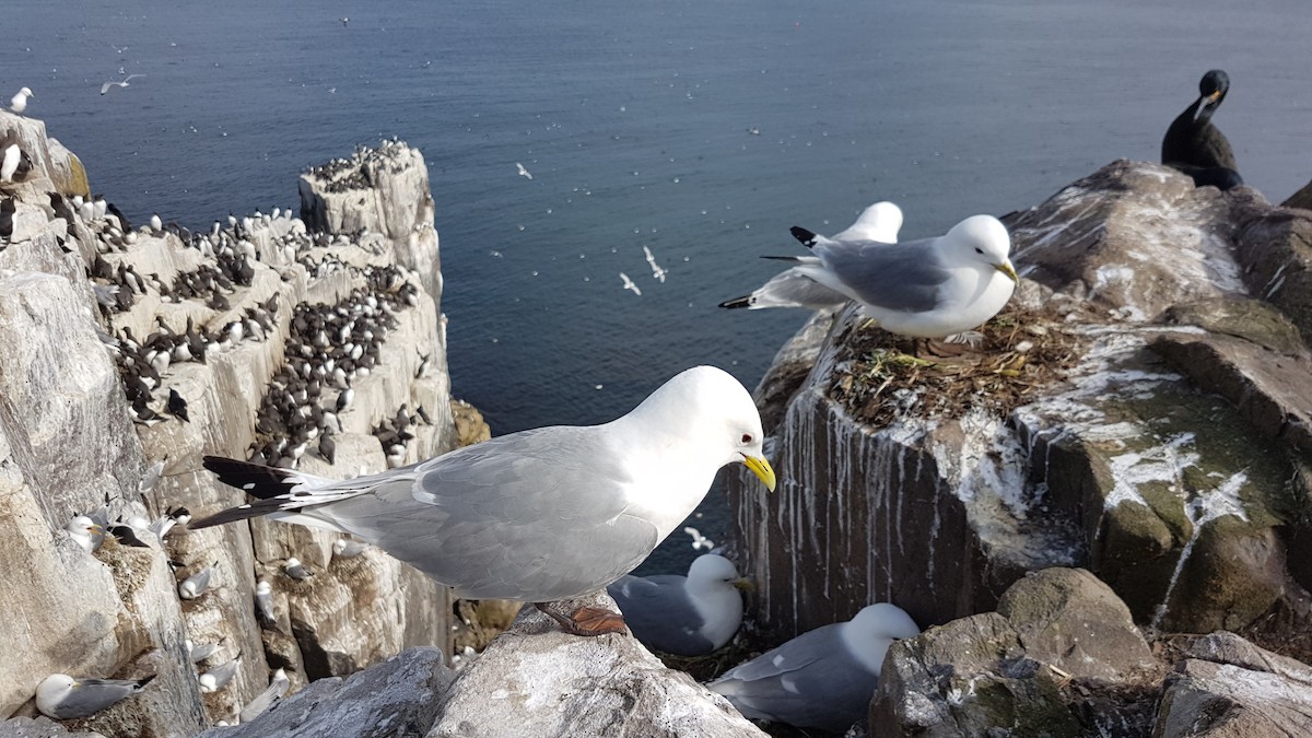 Моевка - ML646071534