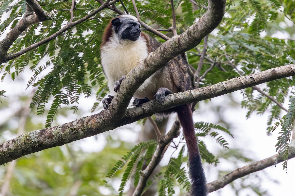 Geoffroy's Tamarin - ML646071535