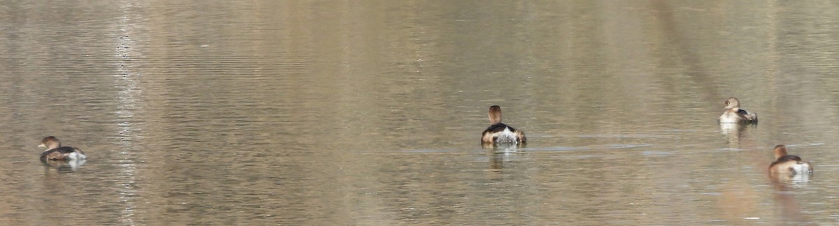 Pied-billed Grebe - ML646071536