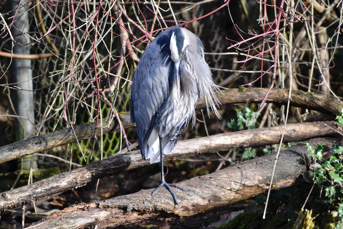 Great Blue Heron - ML646071539