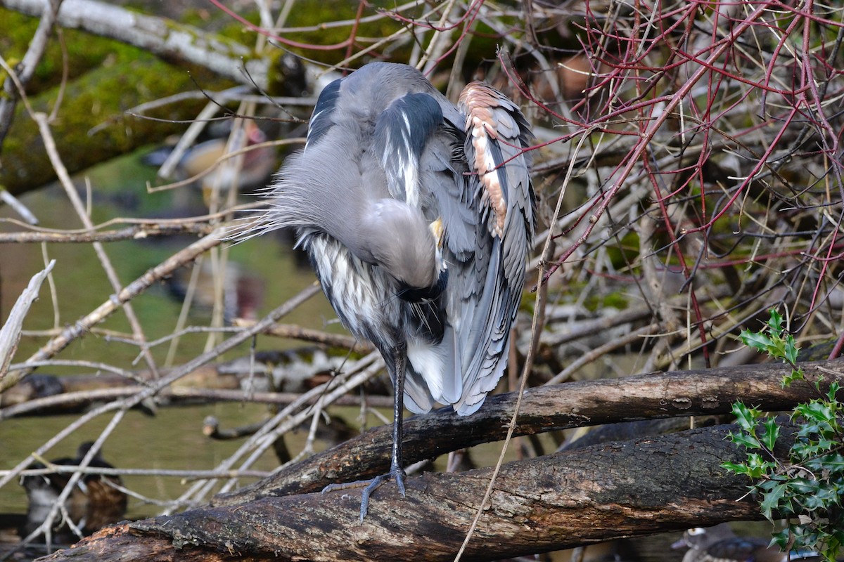 Great Blue Heron - ML646071540