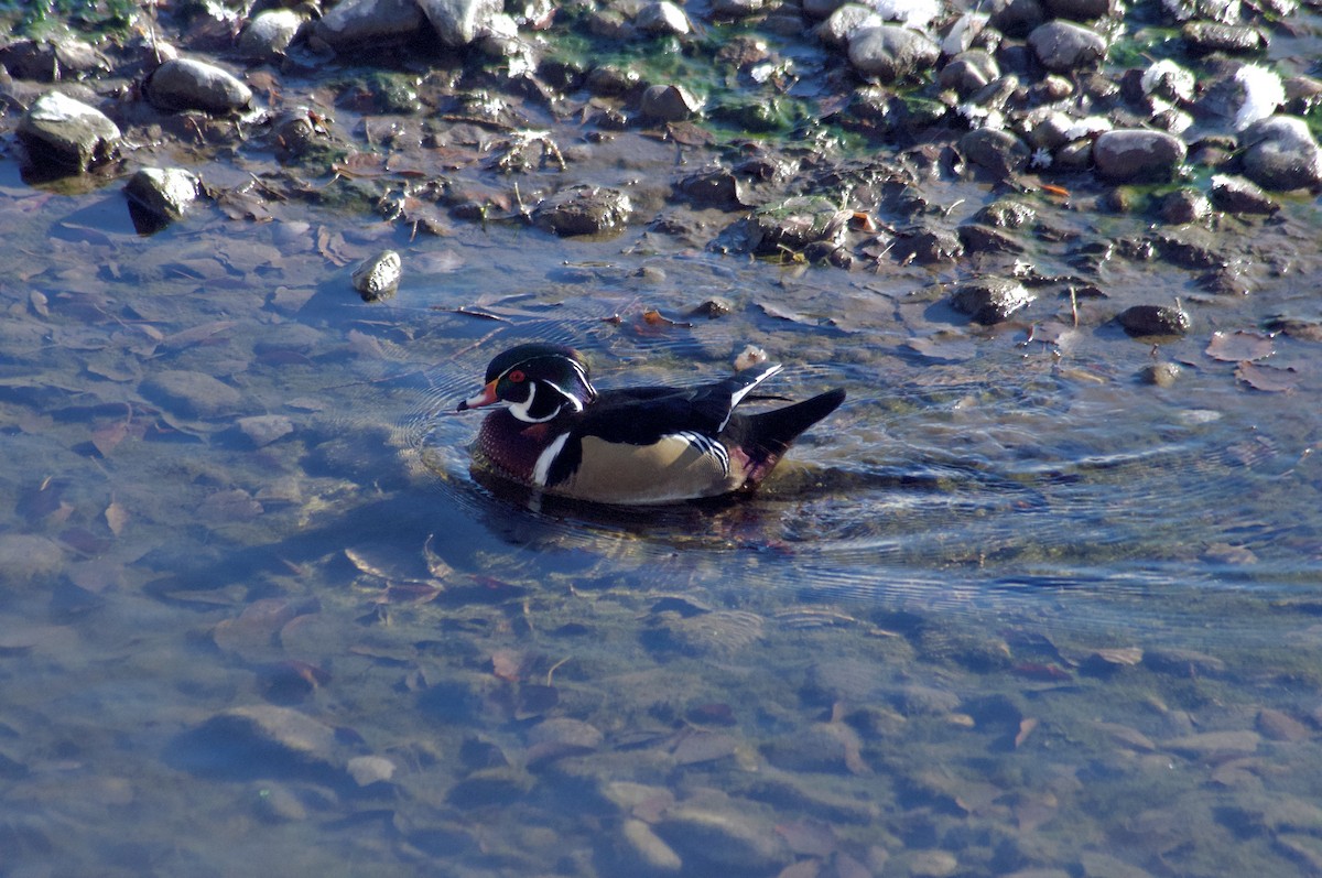 Ahate karolinarra - ML646071541