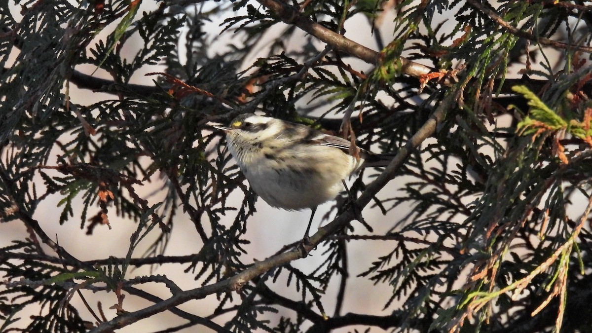 Black-throated Gray Warbler - ML646071542