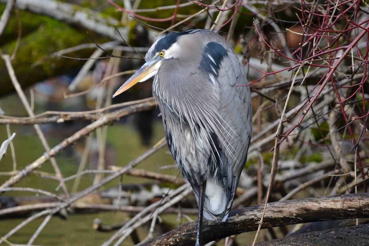 Great Blue Heron - ML646071544