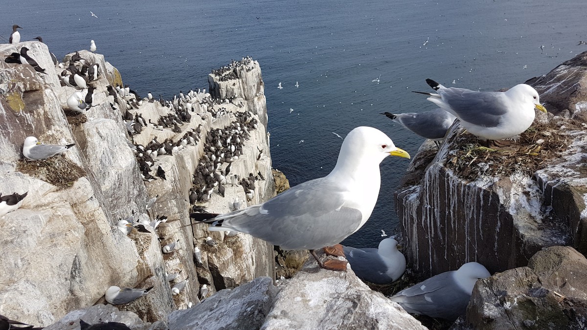 Моевка - ML646071545