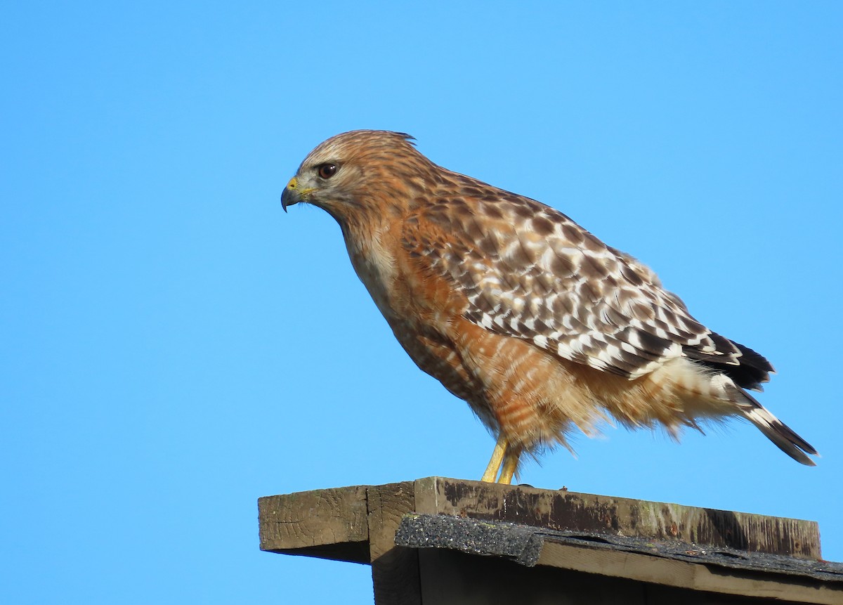 Red-shouldered Hawk - ML646071546