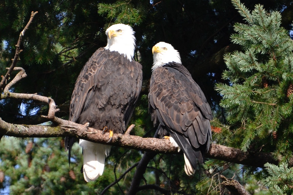 Bald Eagle - ML646071549