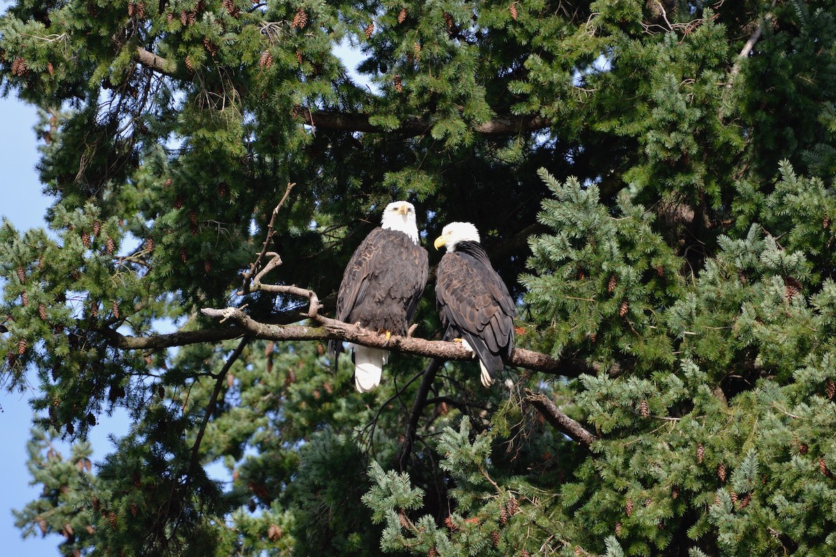 Bald Eagle - ML646071550