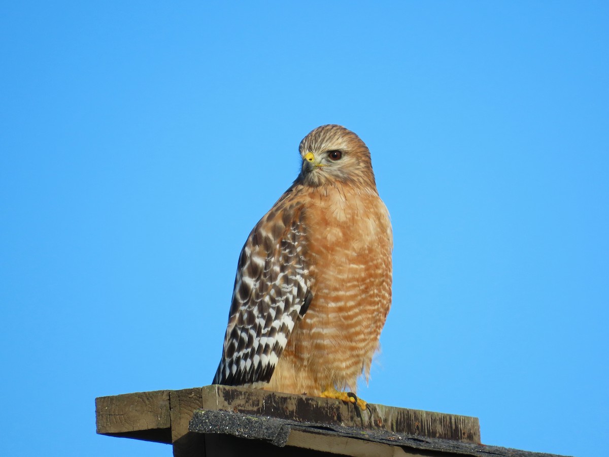 Red-shouldered Hawk - ML646071552