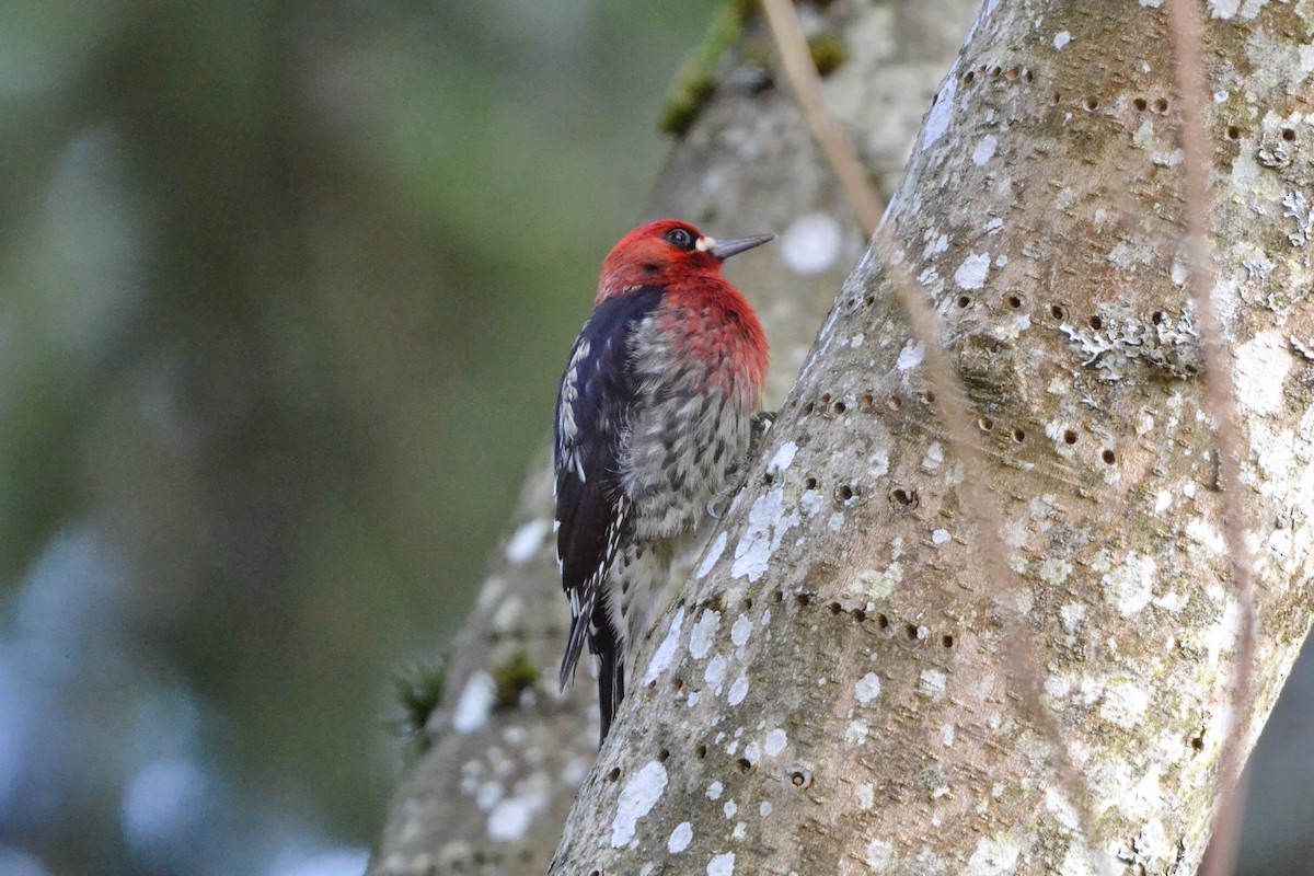 Red-breasted Sapsucker - ML646071553