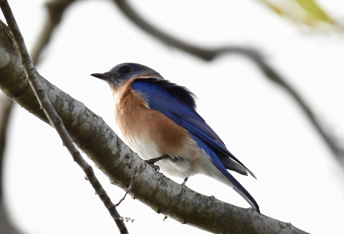 Eastern Bluebird - ML646071555