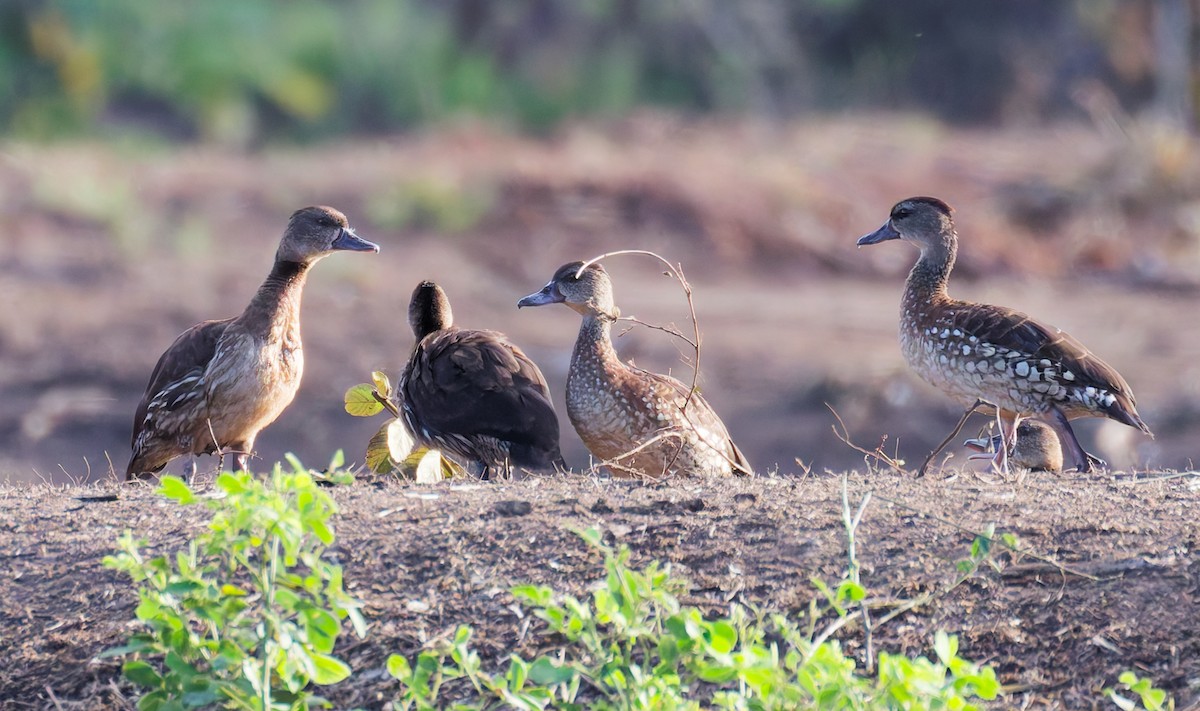 Spotted Whistling-Duck - ML646071557