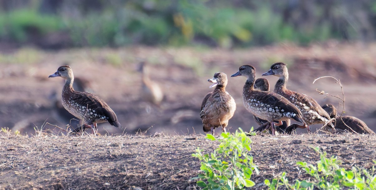 Spotted Whistling-Duck - ML646071558