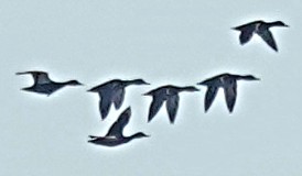 Green-winged Teal - ML646071559